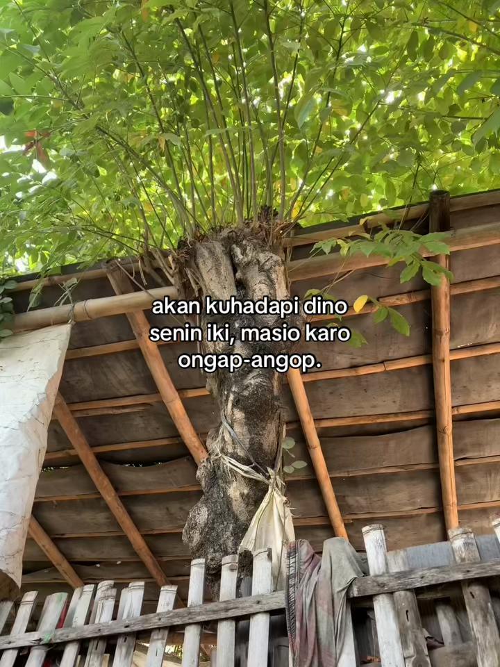 @hokyahokya