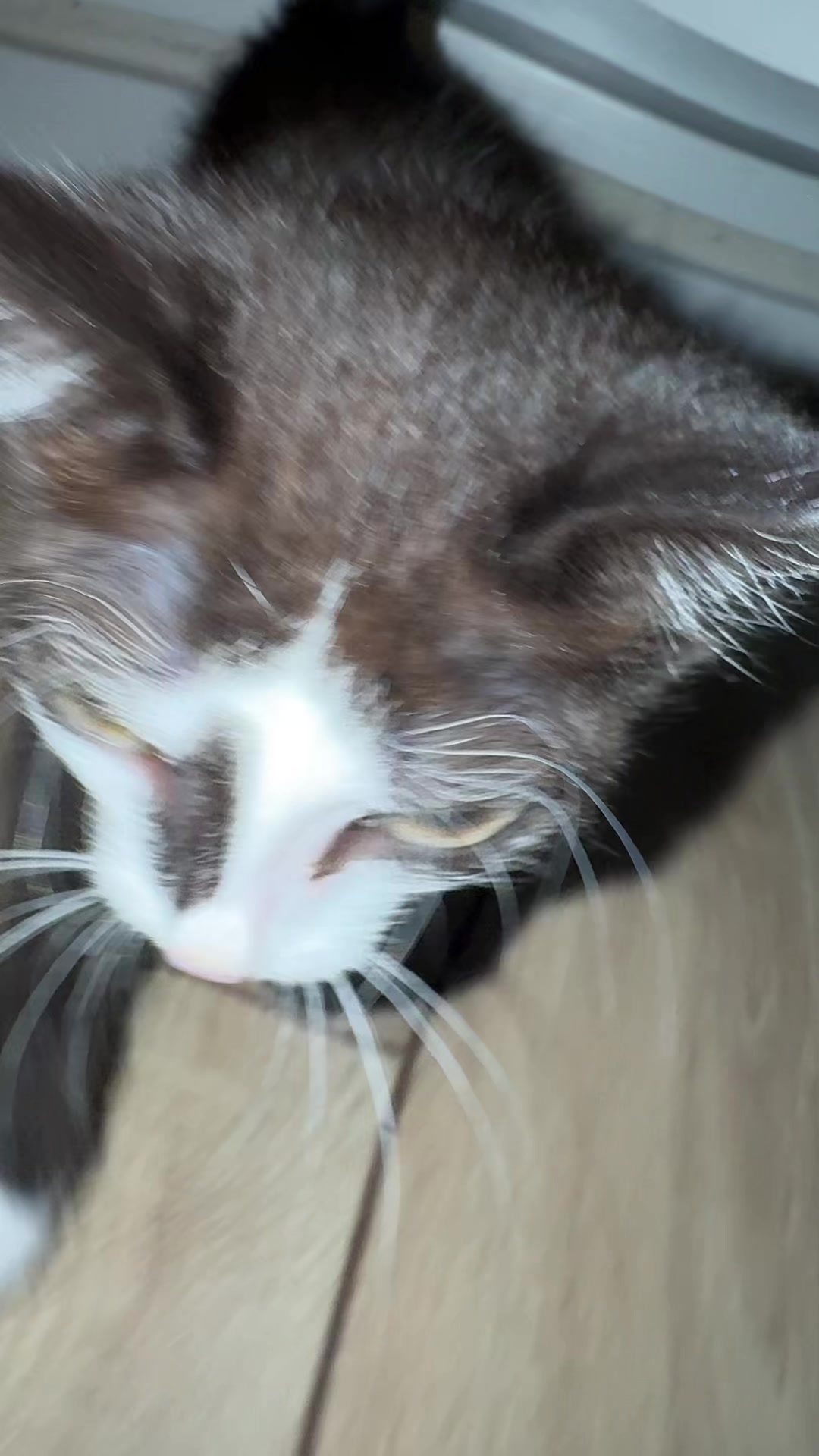 @Lilo the kitty