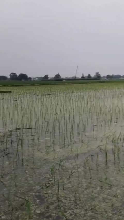 @mallidhanoa