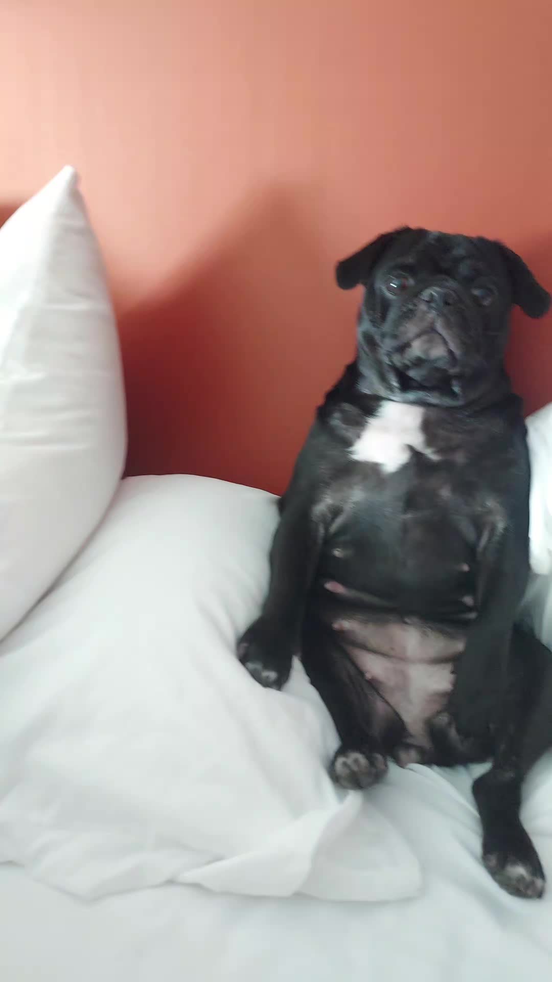 @Kiki&Cupid Thepugster