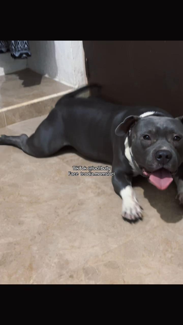 @luci.bully