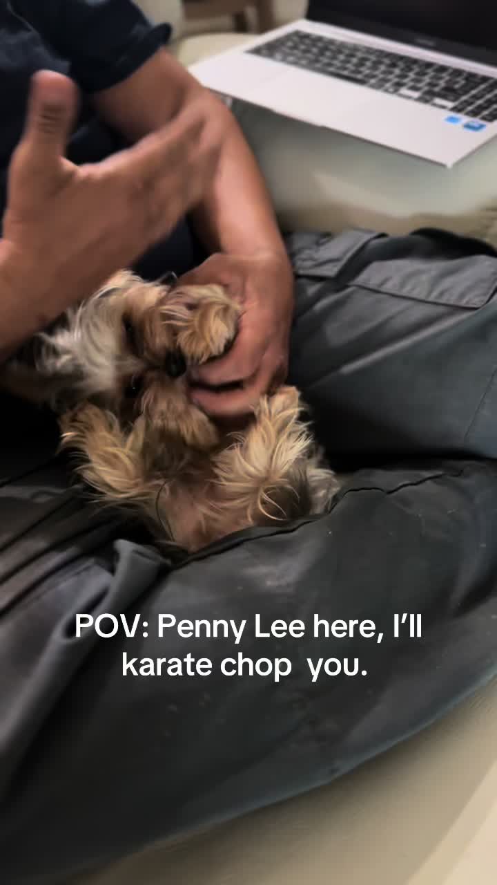 @Penny the Yorkie
