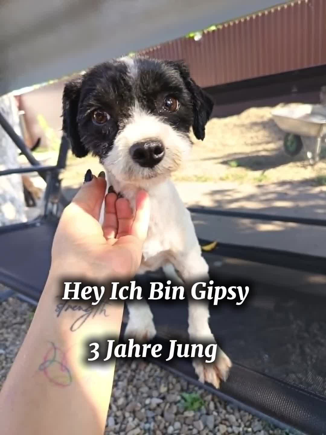 @🐾 PfoteF&uuml;rPfote 🐾