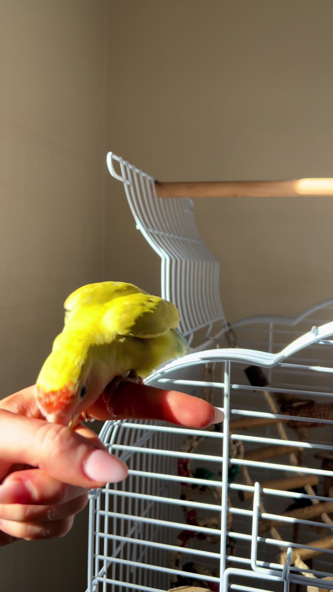 @JARVIS 🐥 the lovebird