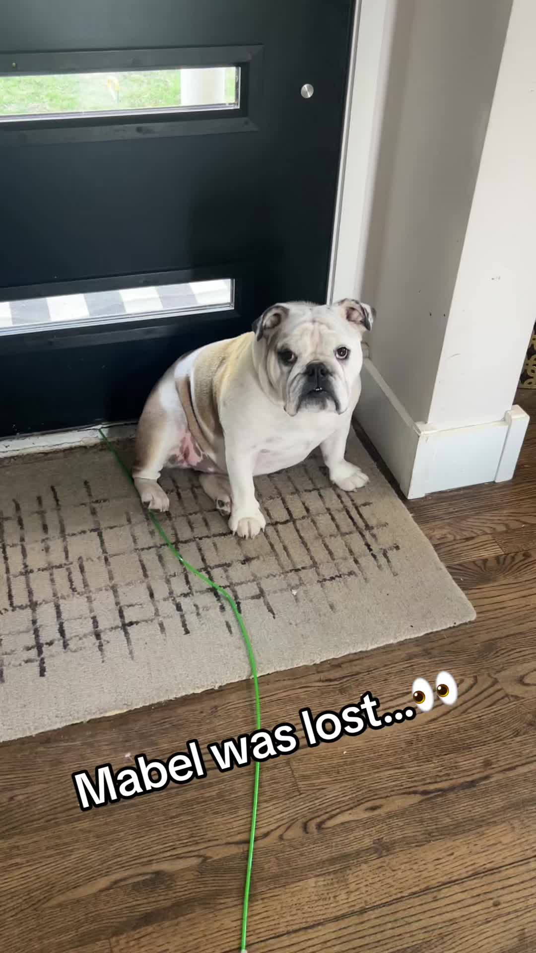 @MabeltheBulldog