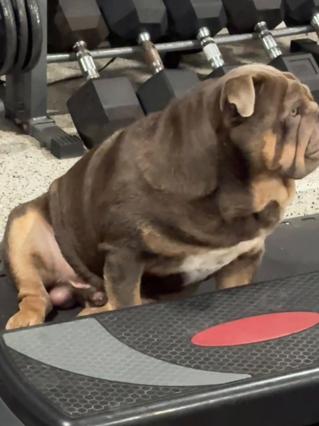 @RawlsTheBulldog