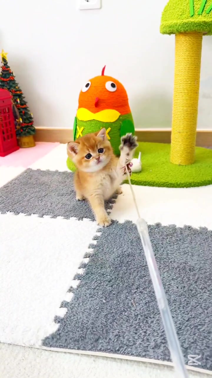 @핑발바닥은 못참는다냥🐱