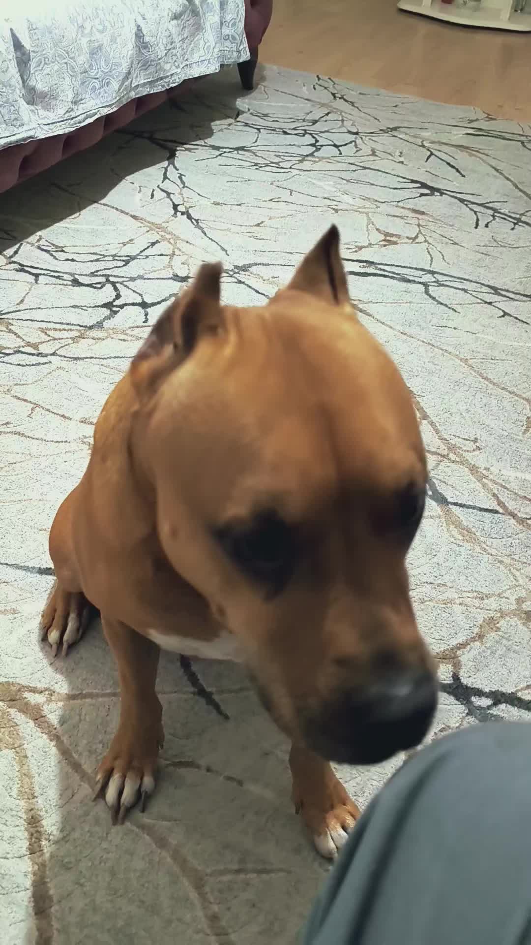 @pitbulll👑