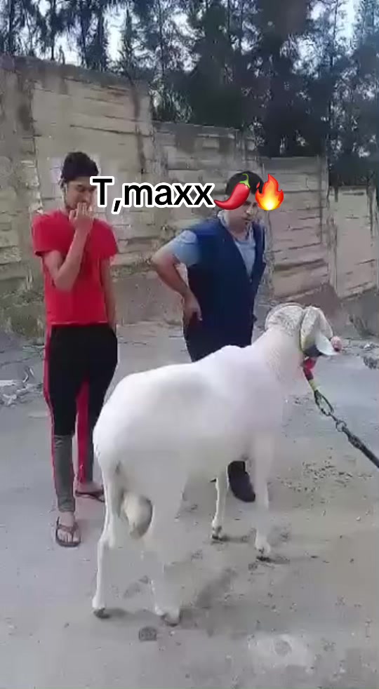 @Simbaa๐ฅ๐