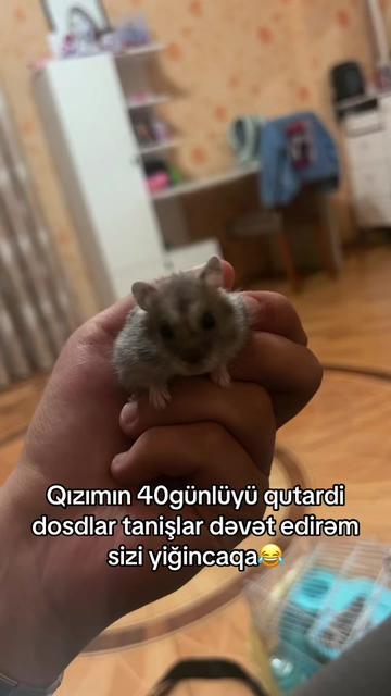 @𝓩𝓾𝓵𝓯𝓾𝓺𝓪𝓻𝓵𝓲