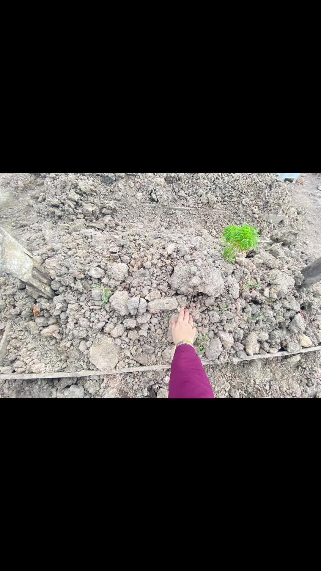 @Z U R A ꫂ᭪݁