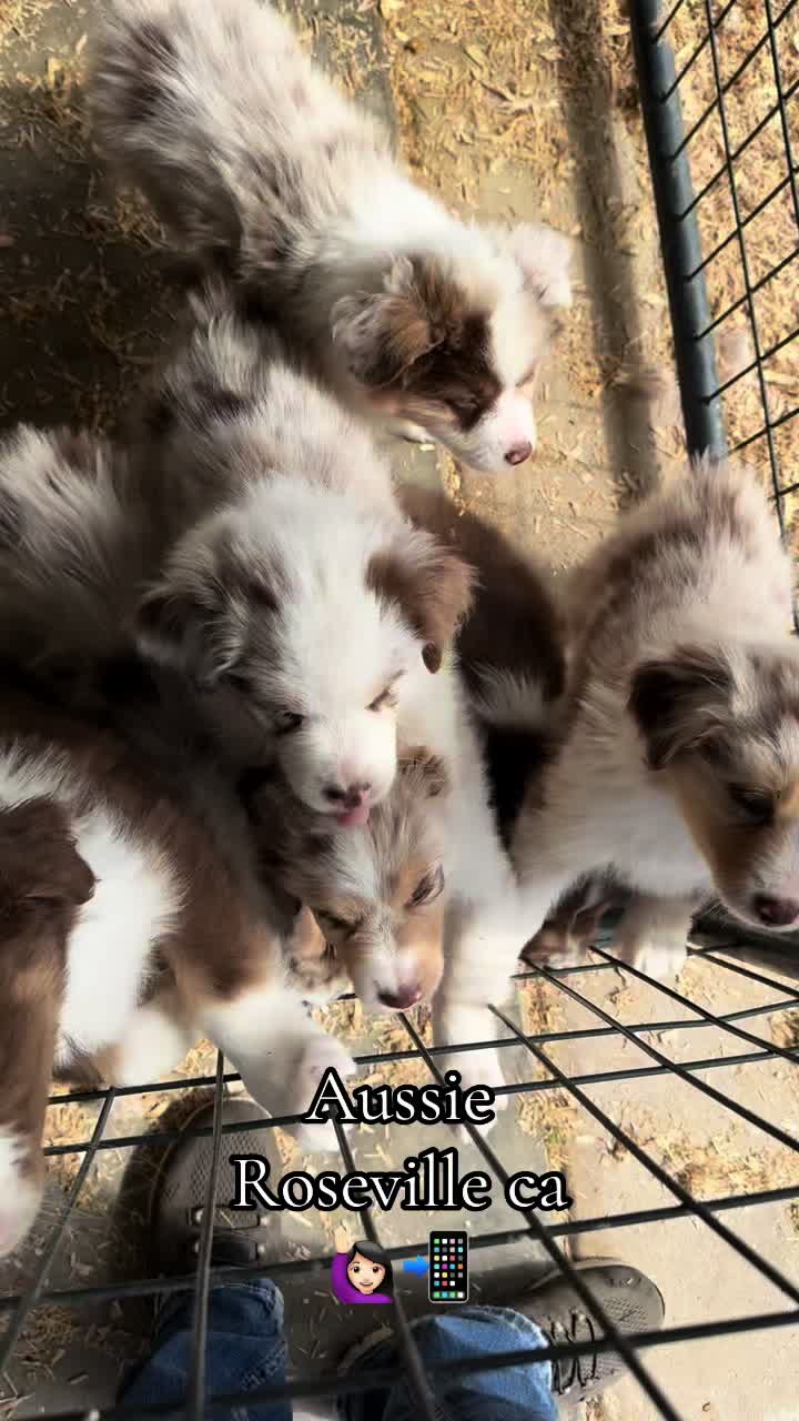 @sacramento__aussies916