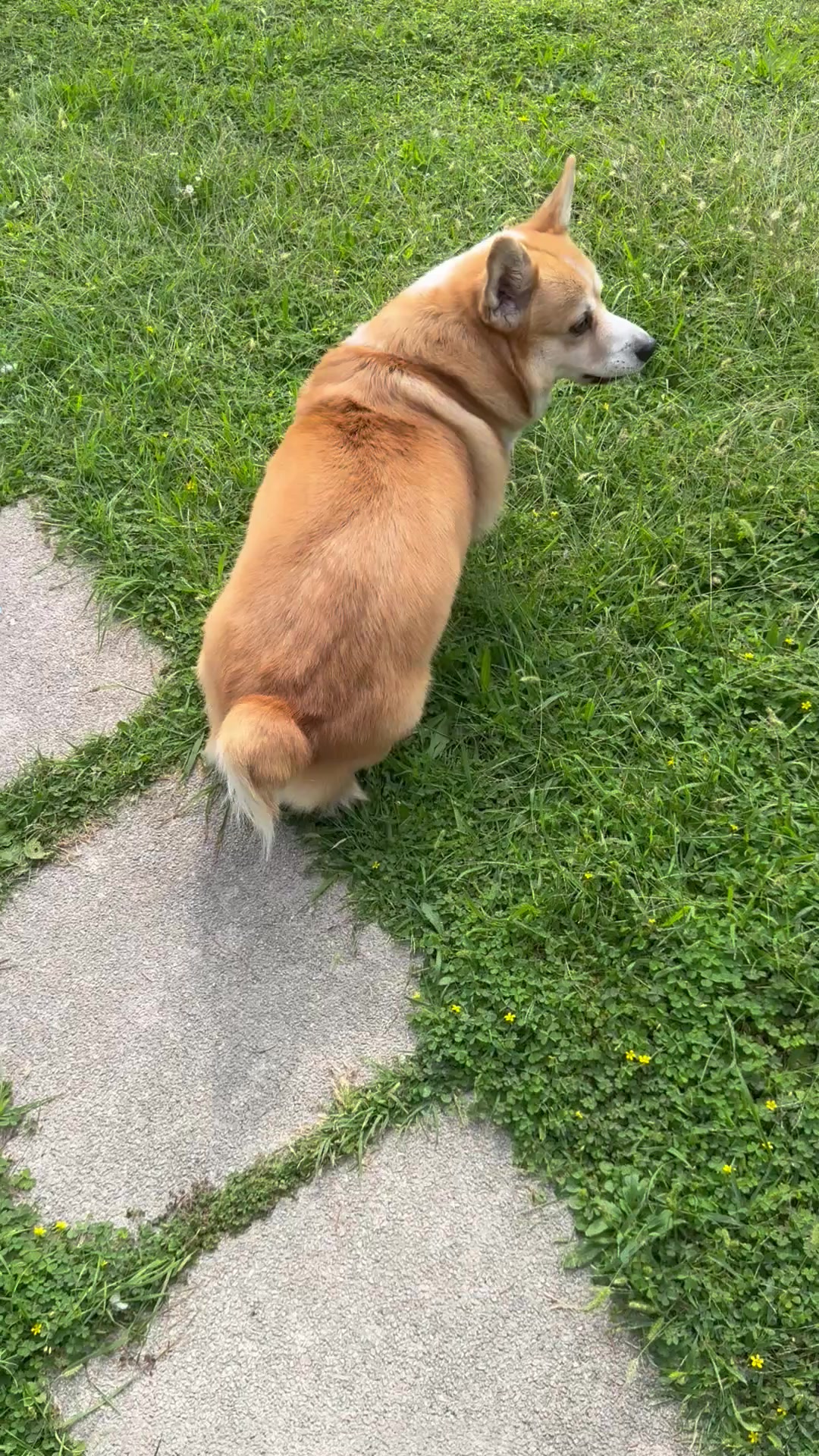 @Cheddar the Corgi