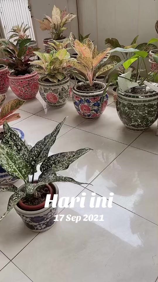 @nyonyarajaminyak