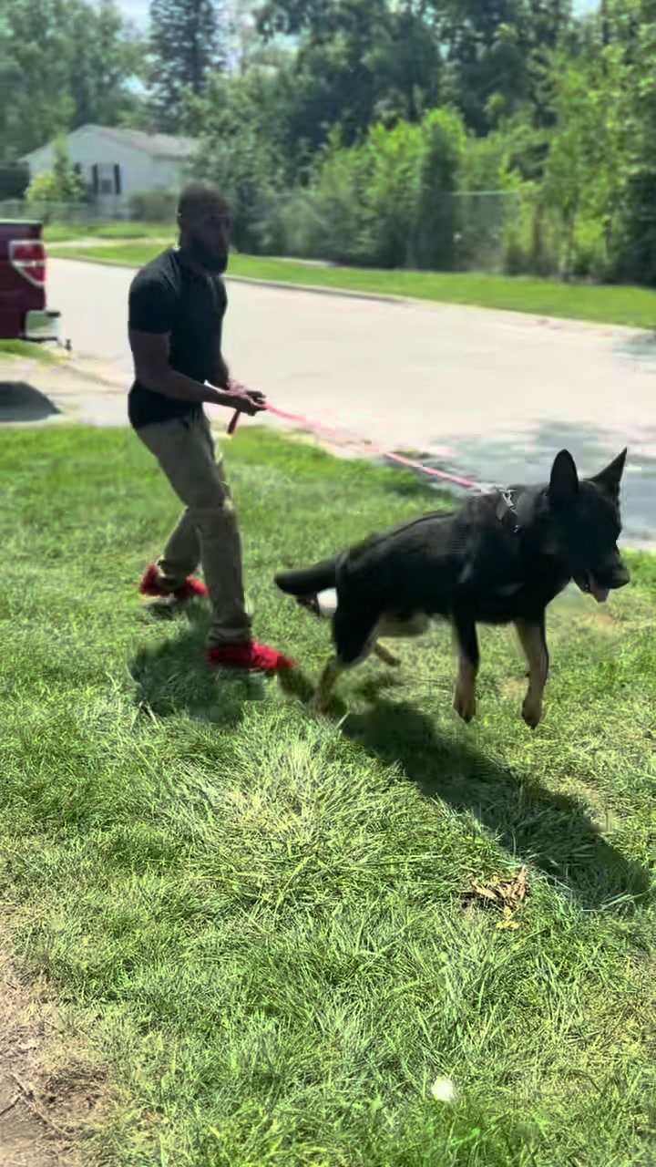 @Boss Canine