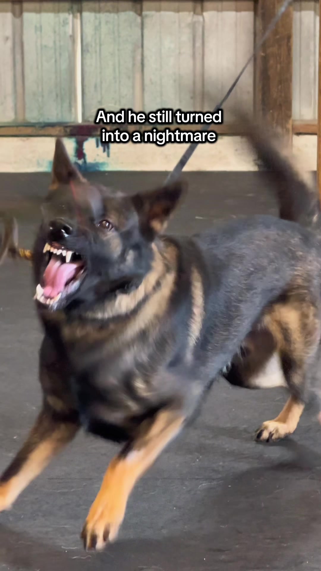 @True Guard K9 I Tara