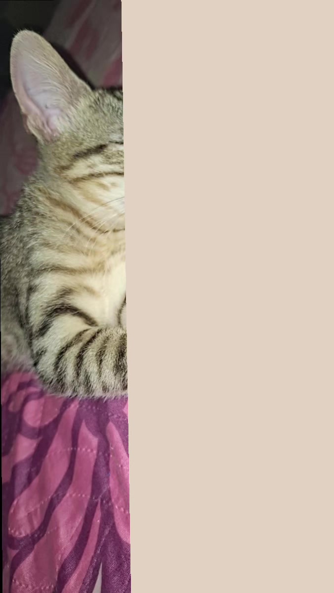 @🐱💞