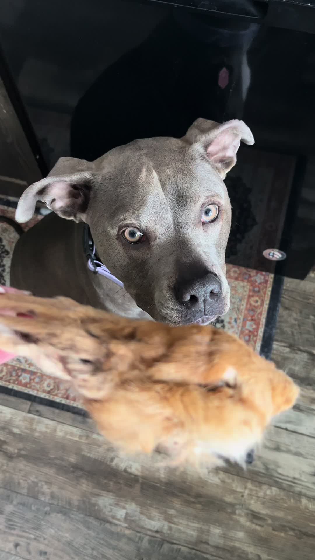 @Ivy the pitty