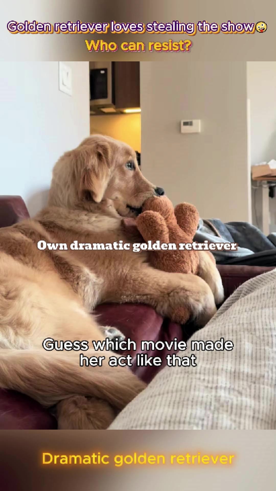 @pet.funny799