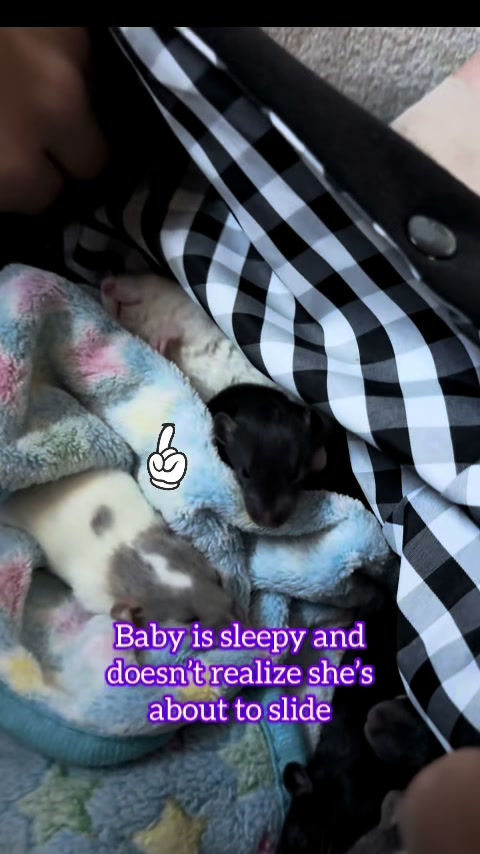 @Nosies and Toesies Rattery
