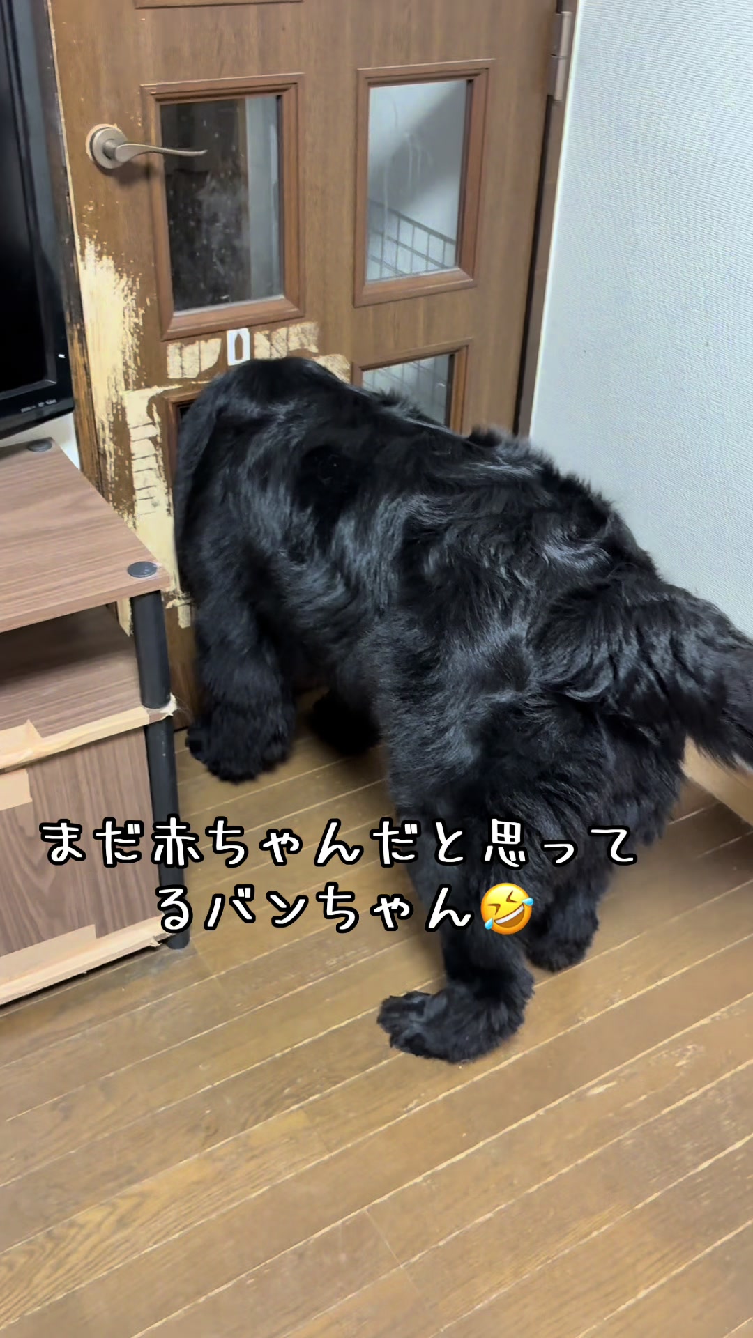 @ムックパパ🔶🐾