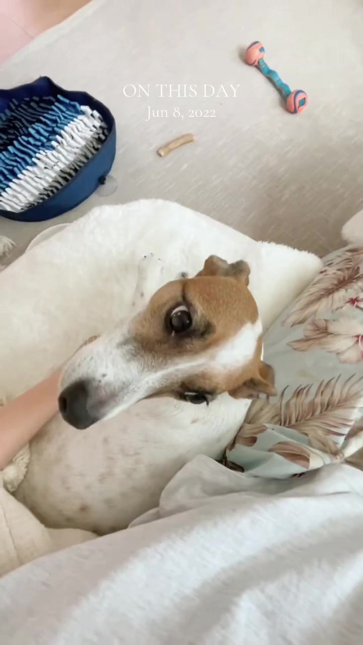 @Miyopet