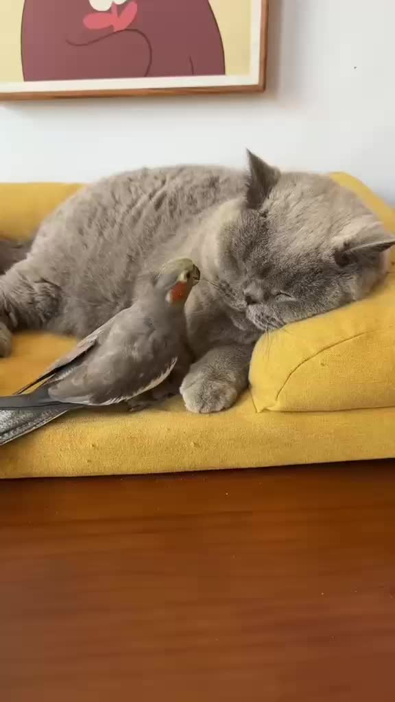 @Funny