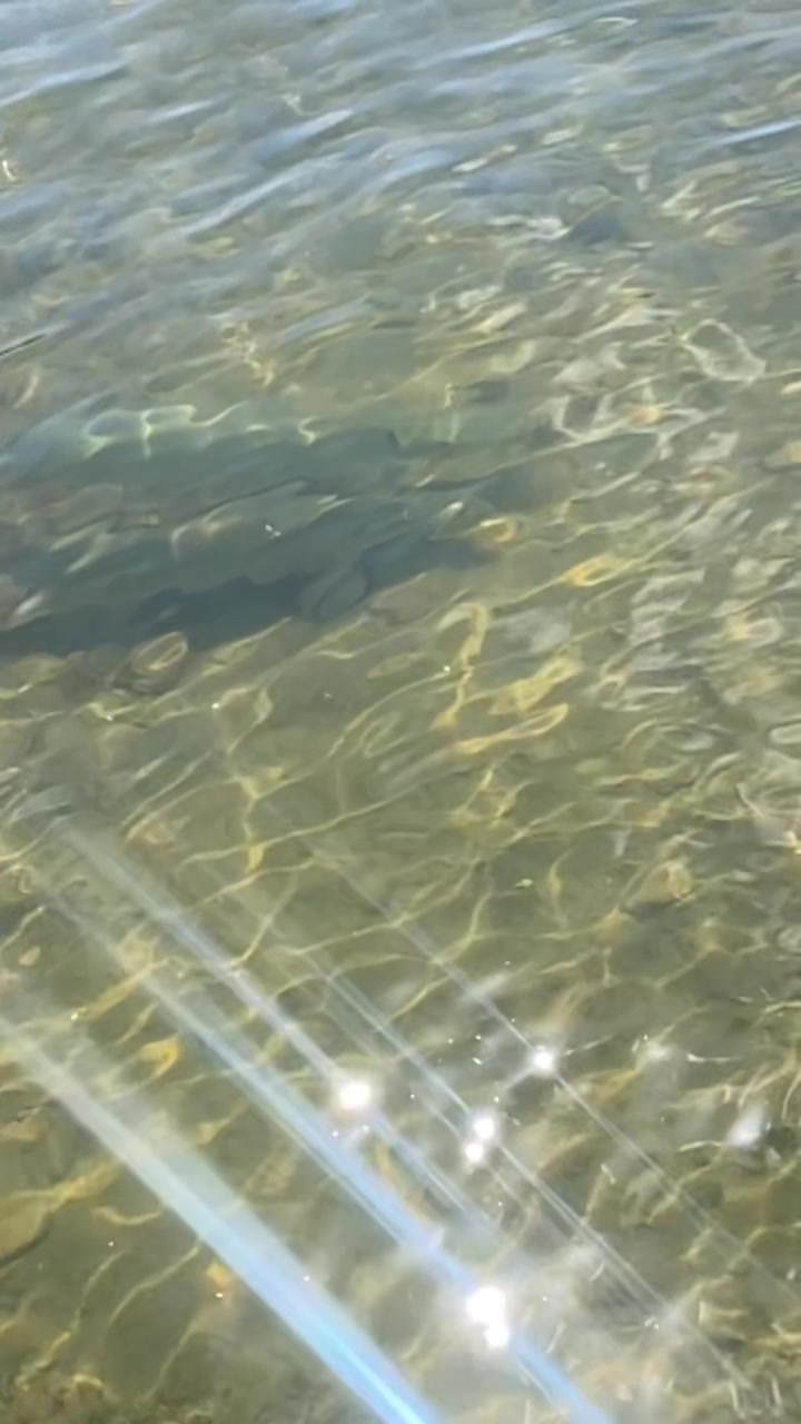 @chadsfishin