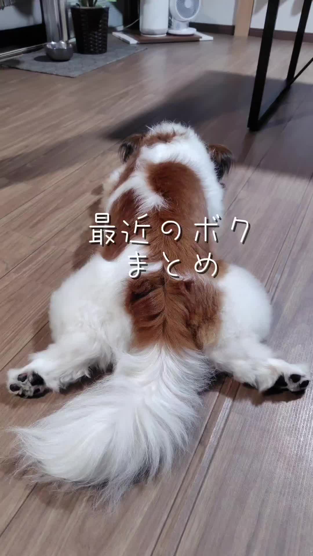 @デカパピひまわり君