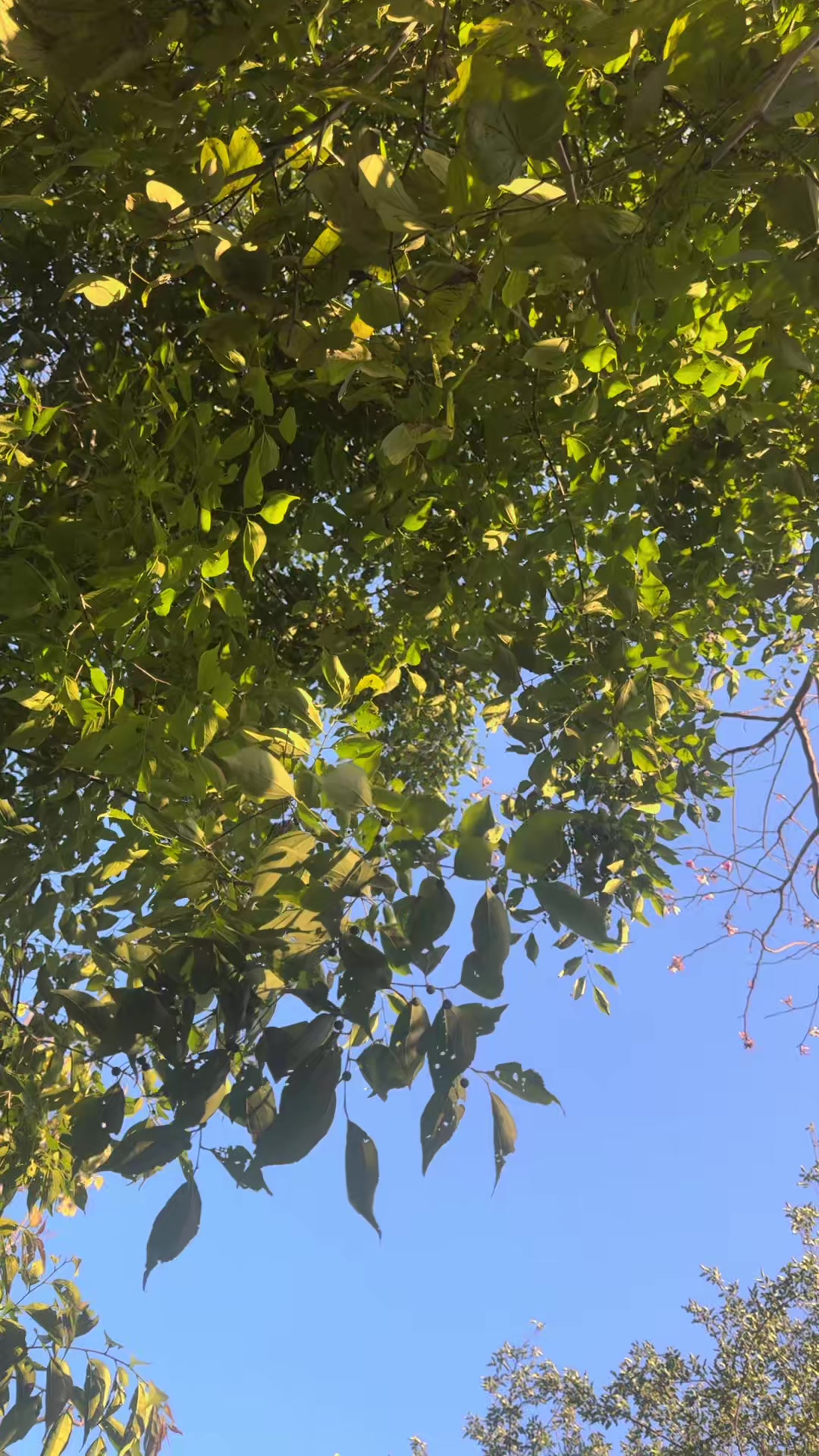 @Aliشhee✨