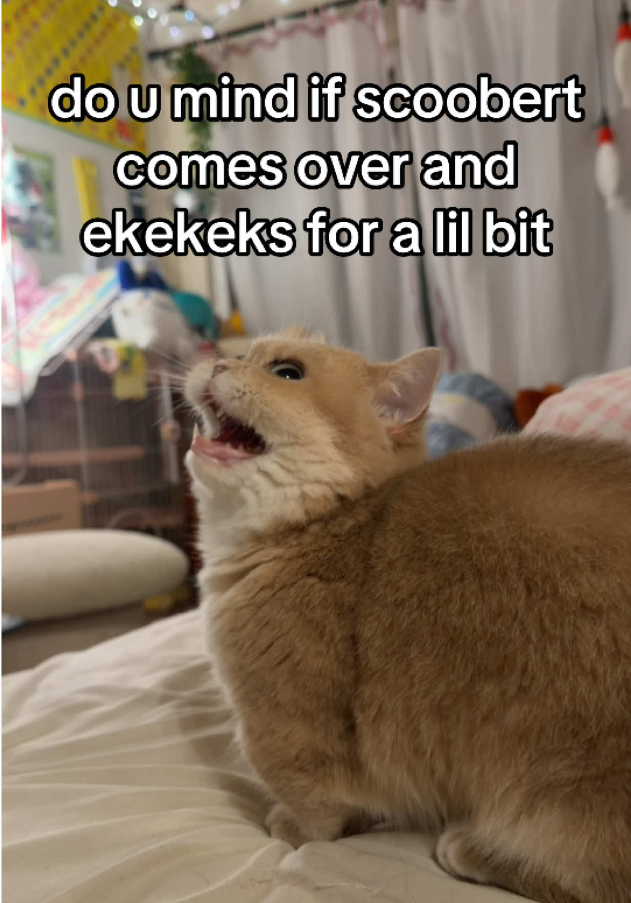 @honey butter chicken biscuit