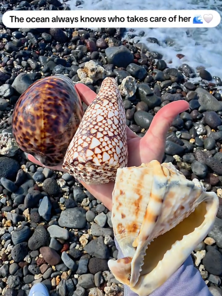 @Noe 🐚 Shells