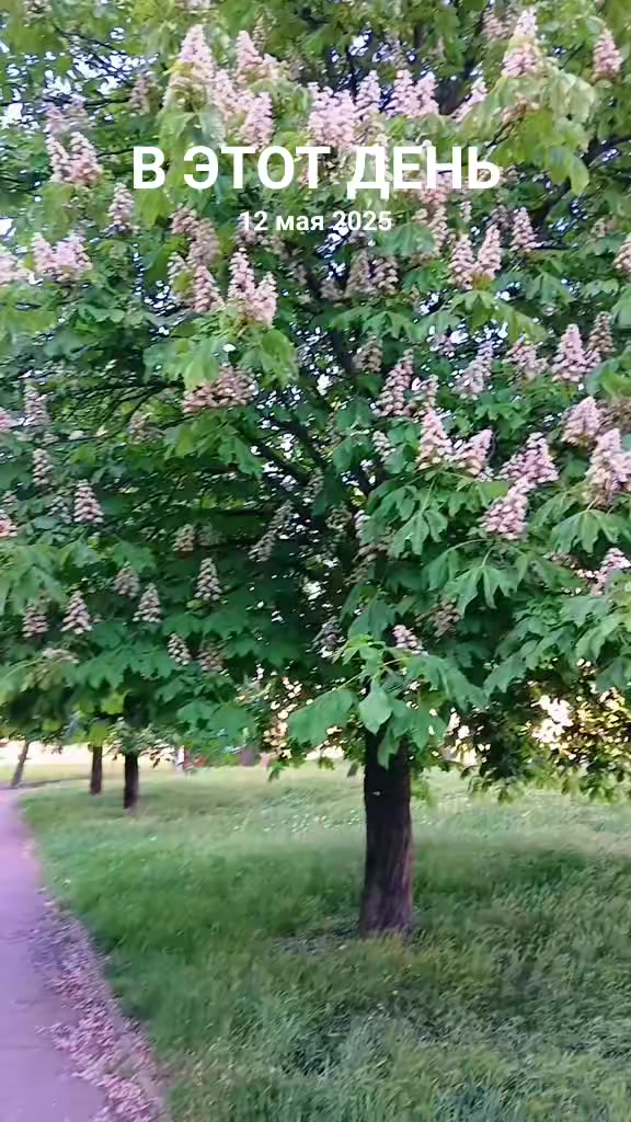 @Svetik