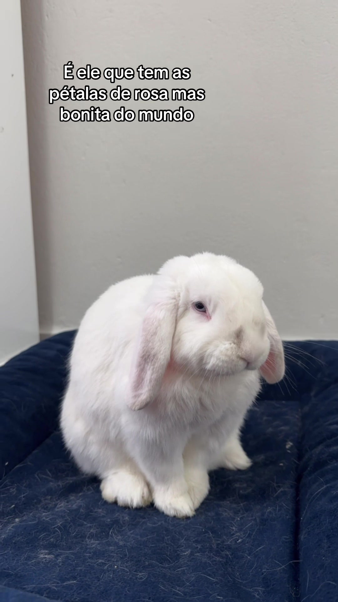 @Fer_Sousa