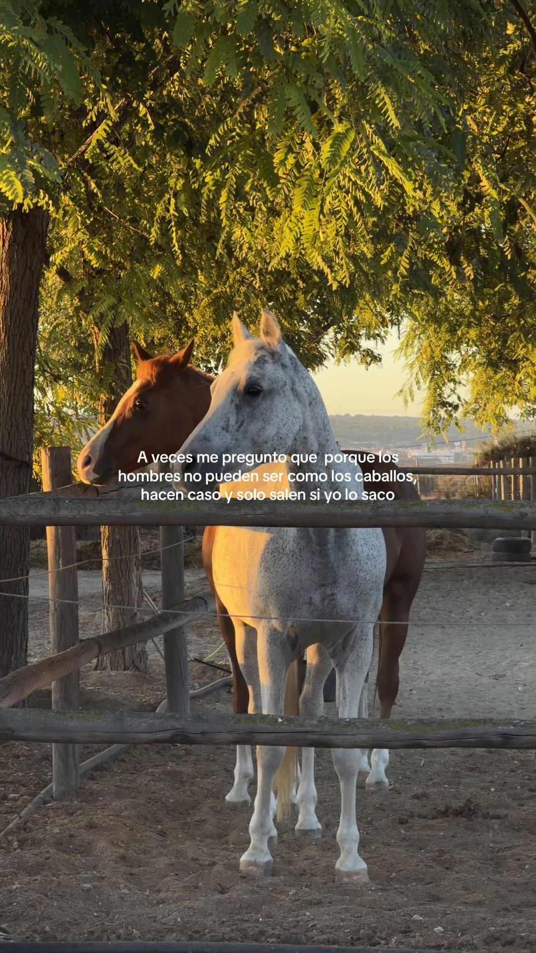 @MyHorse