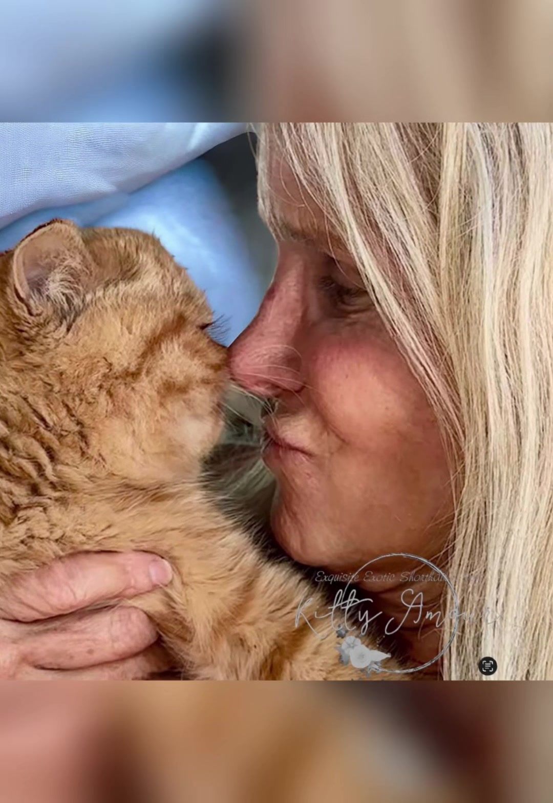 @KittyAmourCattery