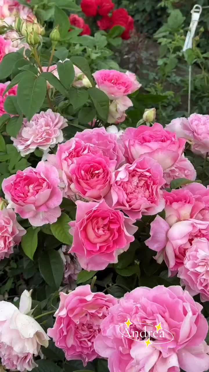 @andreacorsi298