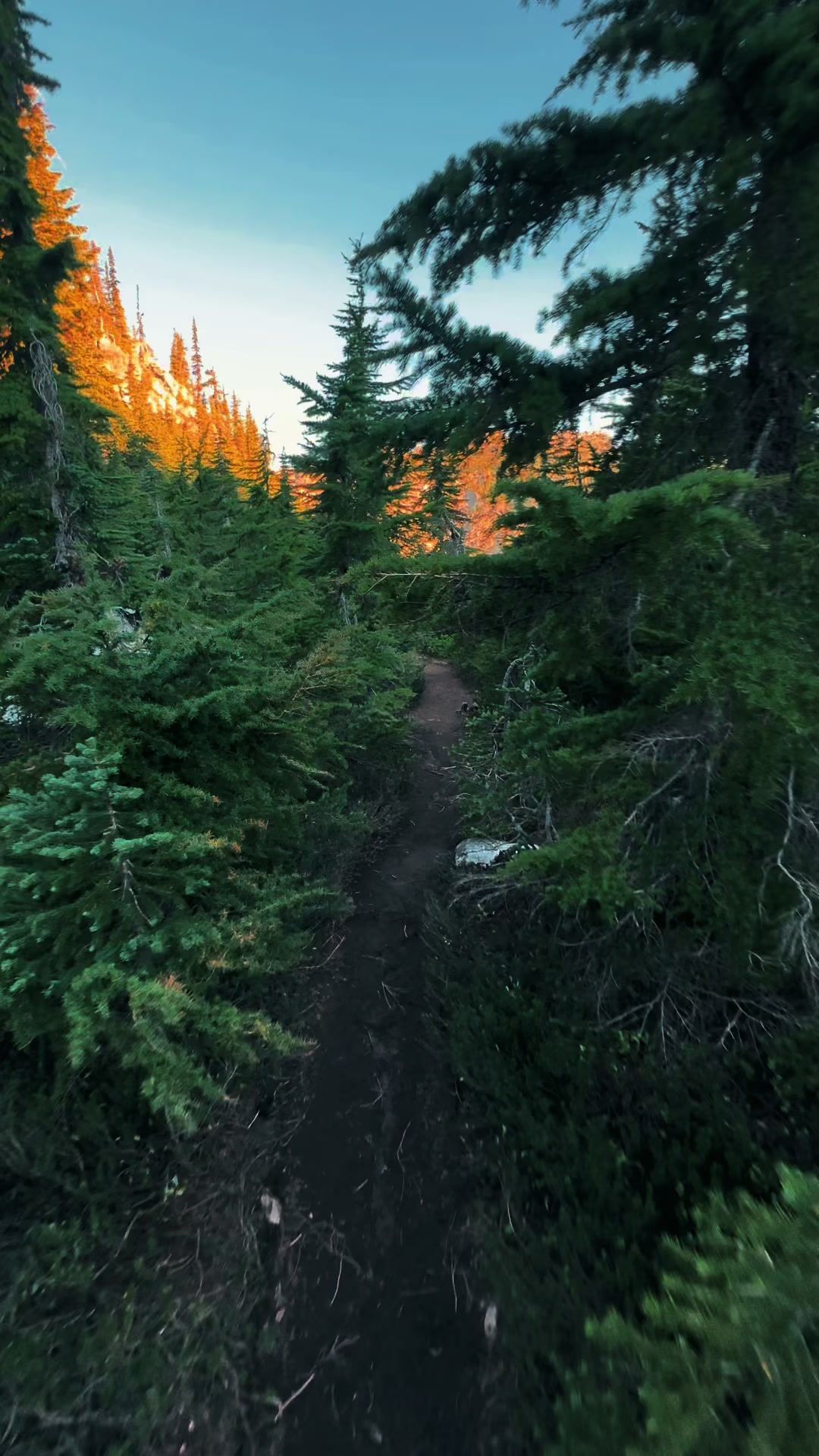 @🌲 James | WA 🏔️