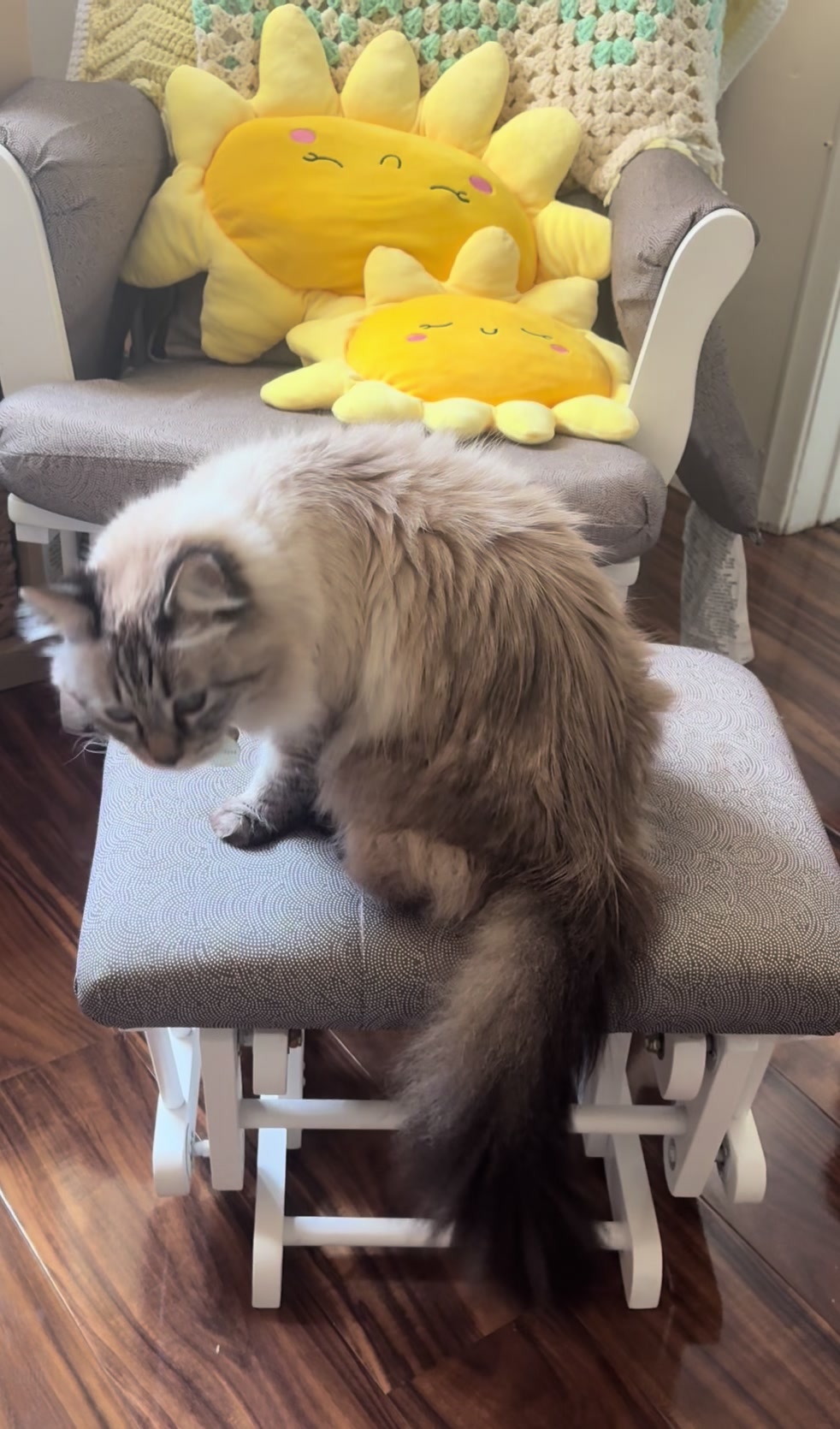 @Brock Meowsnar