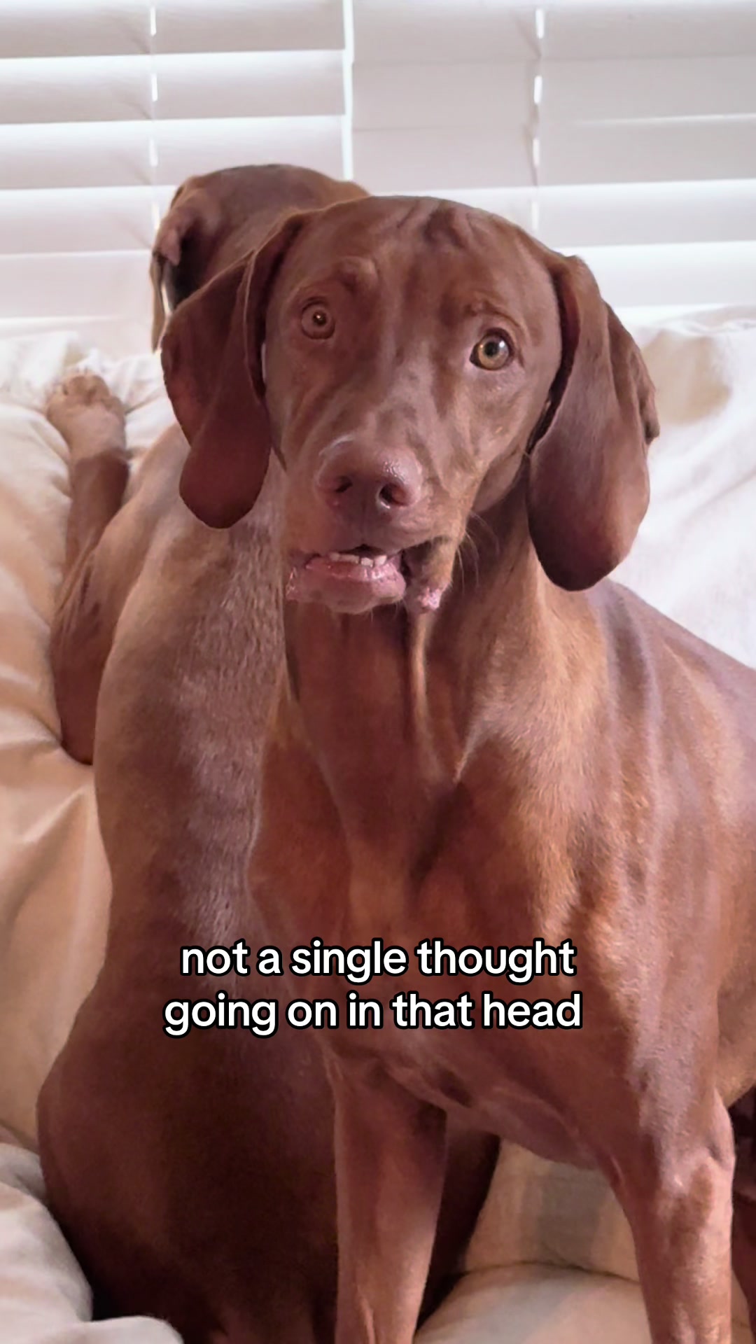 @Tycho the vizsla