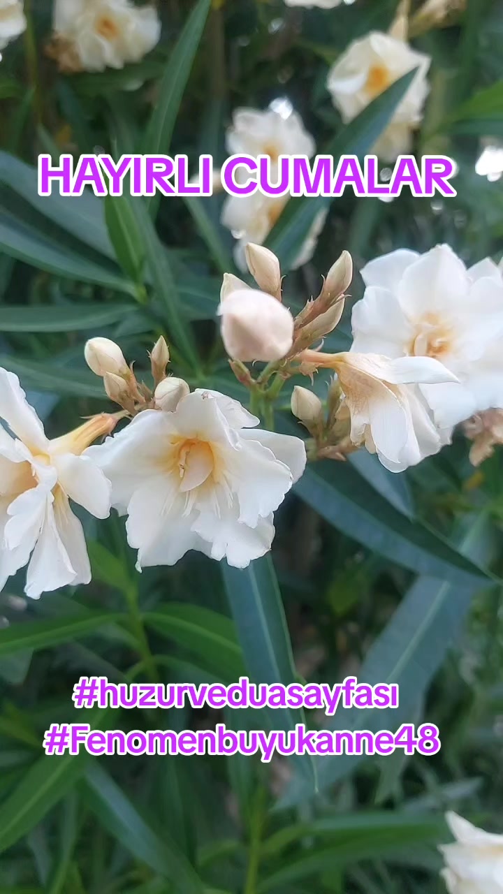 @Fenomenbuyukanne48