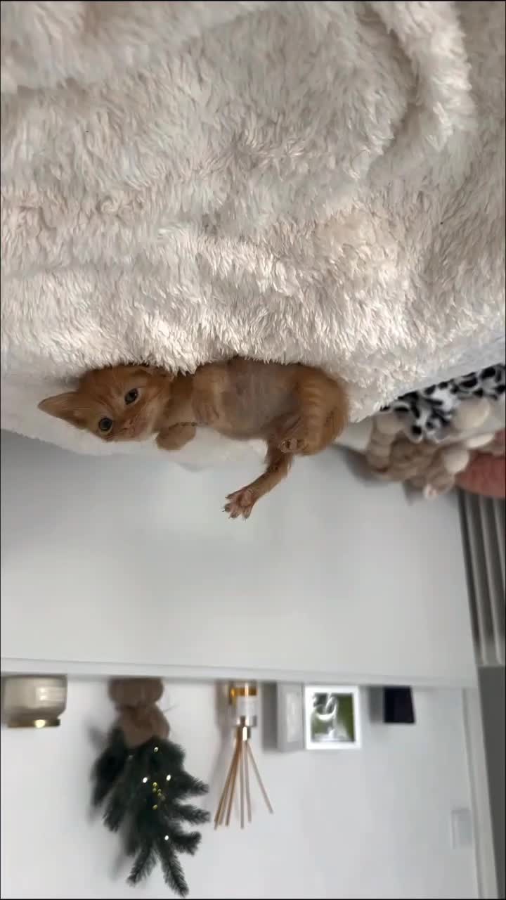 @catnipcrazee