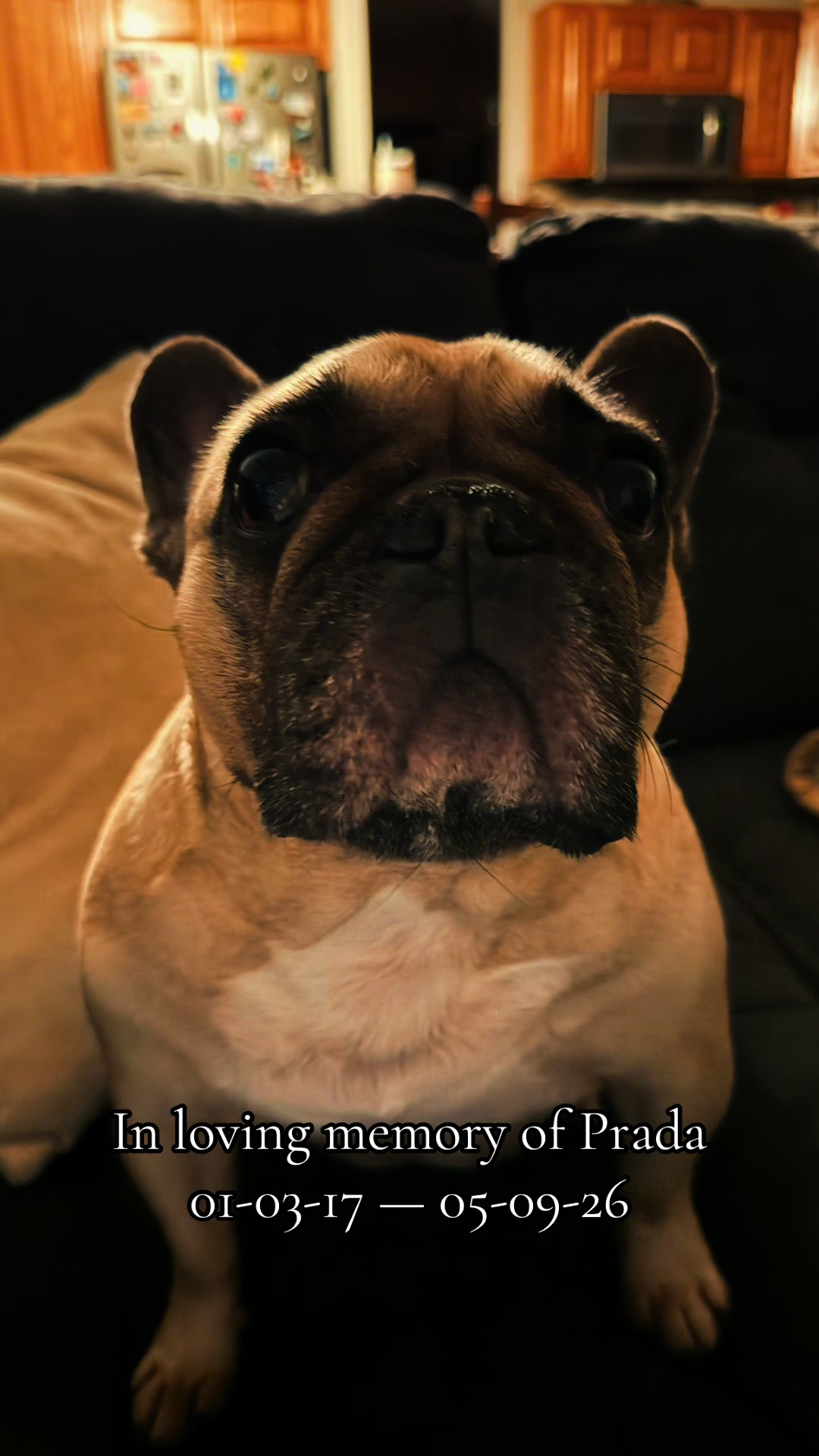 @Prada