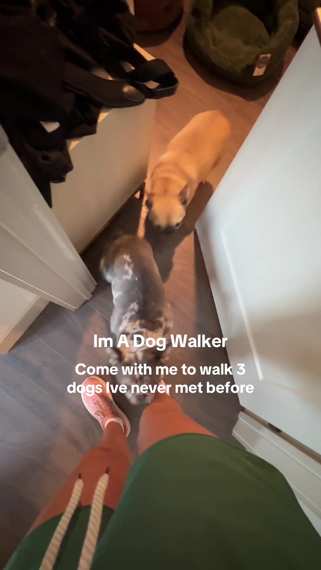 @dallasdogwalker