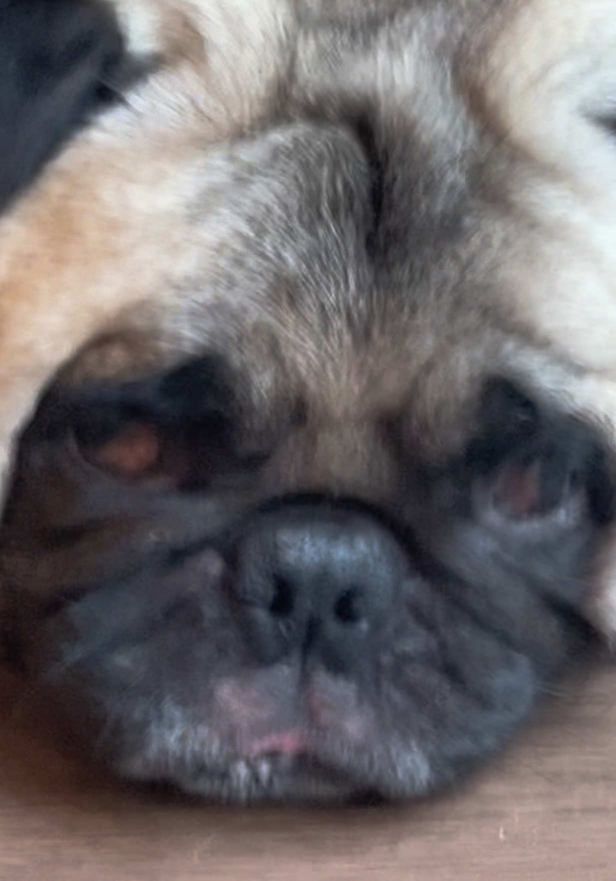 @PEARL - Quadruple-Amputee Pug