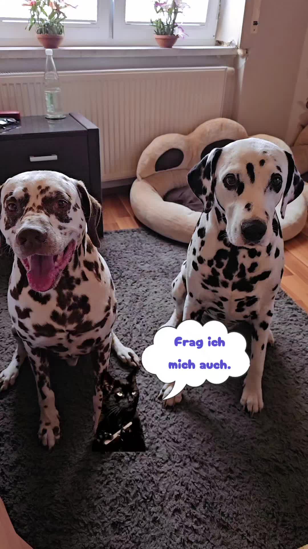 @meinlebenhatpunkte 🐕🐕