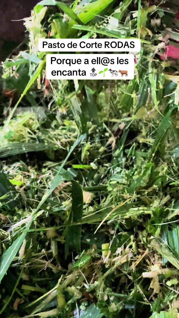@Pastos y Leguminosas - Ecuador