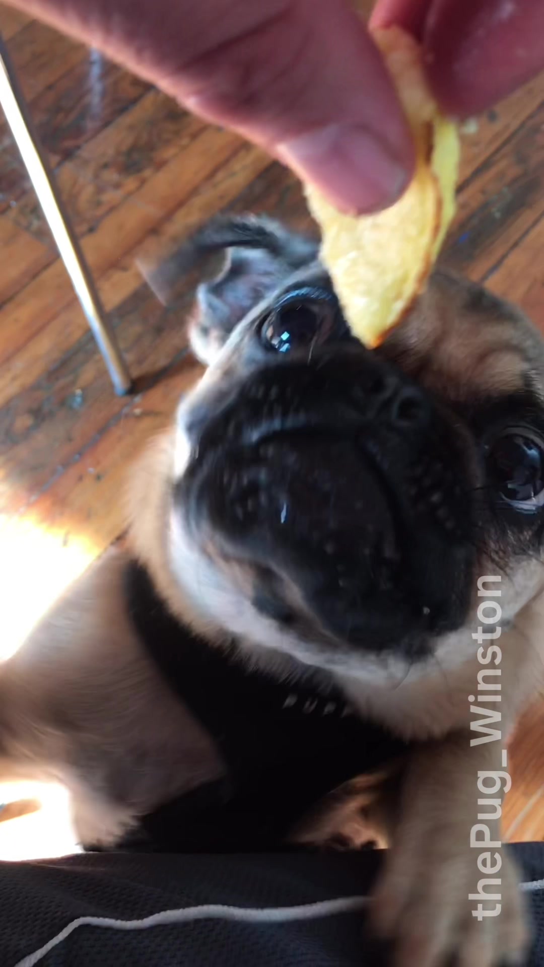 @Winston the Pug