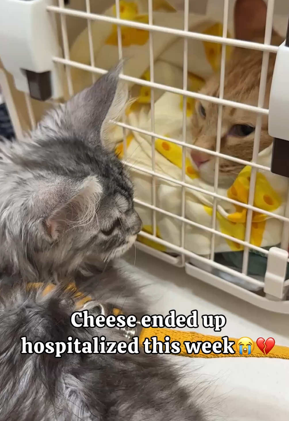 @MyStrayCheese
