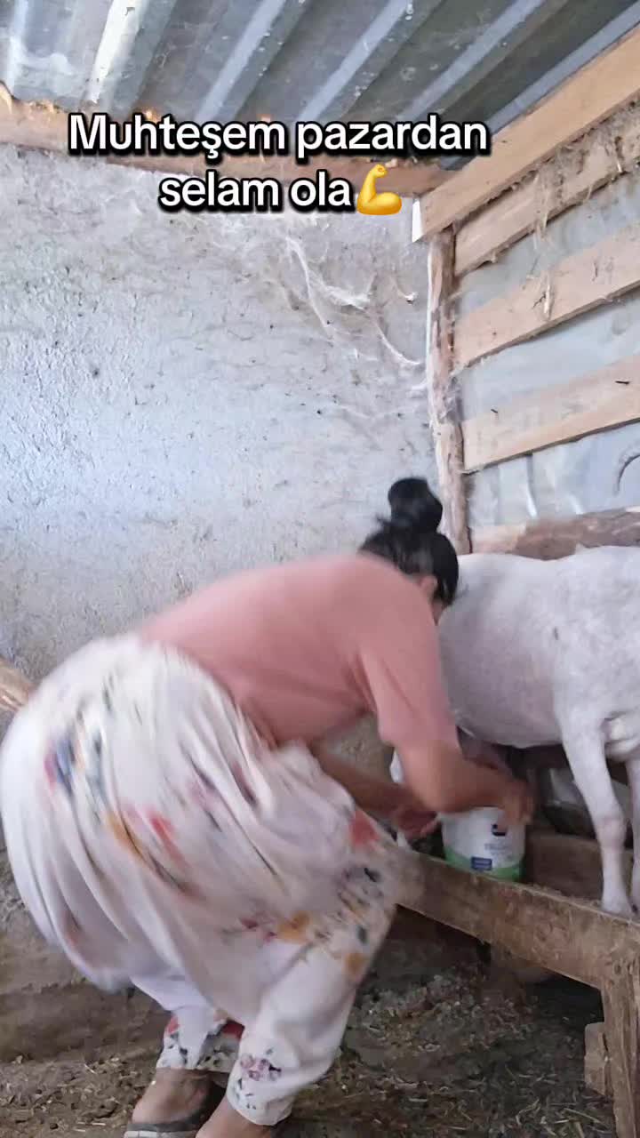 @Serap ince çiftliği